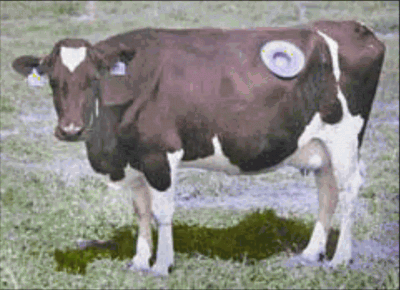 Rom juego SNIDE - A Cow For Lil