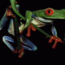 Test – Frog Picture